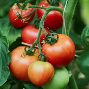 Tomato seed