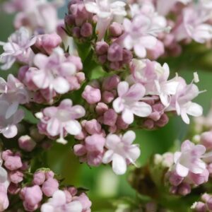 Valeriana / Dilyanka