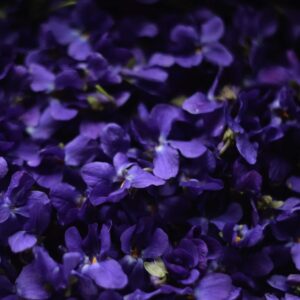 Violet