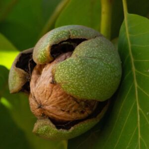 Walnut leaves and twigs