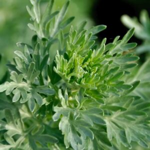 White wormwood