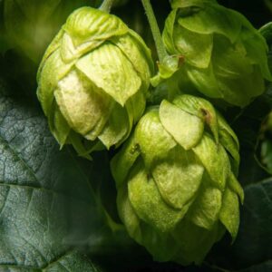 Wild hops cones