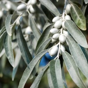 Wild olive branches (Oleaster)